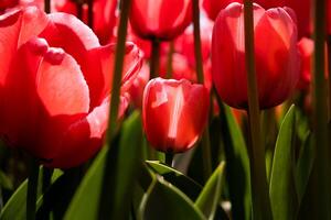 Pink tulip printable or canvas print photo. photo