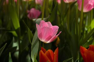 Tulip wallpaper photo. Printable pink tulip photo. photo