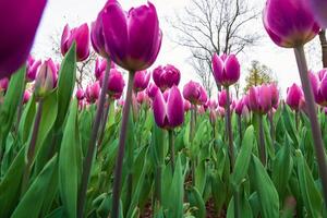 Pink tulips photo. Tulips from below in wide angle view photo