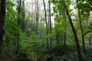 Green and lush forest view. Carbon neutrality concept photo