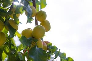 Apricots on the tree with copy space for text. Summer fruits background photo