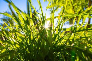 Grasses and direct sunlight. Carbon net zero or carbon neutrality concept photo