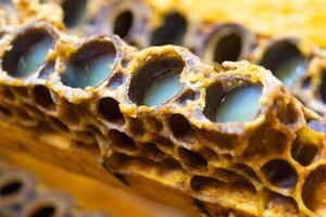 Queen cells full with royal jelly in focus. Royal jelly production photo