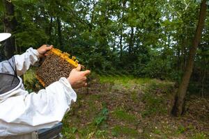 Beekeeper looking a honeycomb frame in a apiary in the forest photo