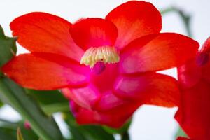 schlumbergera bridgesii or christmas cactus. photo