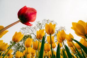 Red and yellow tulips in low angle view in a park. photo