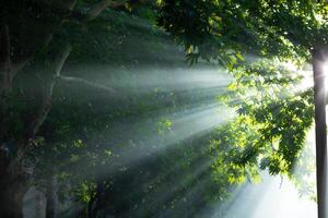 rayos de sol en el bosque. naturaleza o ambiente o tierra día concepto foto