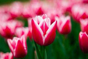 rosado tulipán cabeza en enfocar. tulipán fondo de pantalla o lona impresión foto