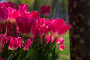 rosado tulipanes en el parque. tulipán fondo de pantalla o lona impresión foto