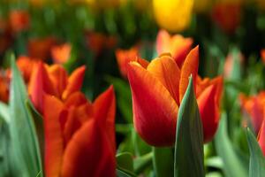 naranja tulipanes en el primavera en un parque. primavera flores antecedentes foto