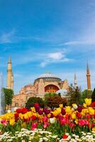 Istanbul view in spring. Tulips and Hagia Sophia or Ayasofya Mosque. photo