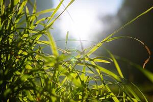 Grasses or crops with sunlight. Nature or carbon net-zero or neutral concept photo
