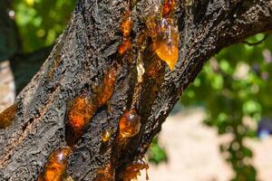 resins on an apricot tree in orchard. photo