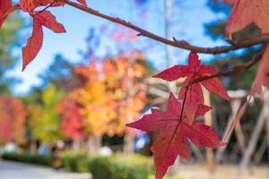 Fall background photo. Red and brown autumn leaves on the tree in focus photo