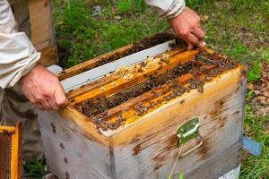 Beekeeping or apiculture concept photo. photo
