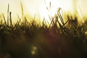 Silhouette of grasses or crops from ground level at sunset. Nature background photo