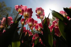 Pink tulips from below. Wide angle view of tulips. Spring flowers photo