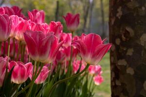 Pink tulips in the park. Spring bloom concept photo. photo