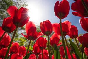 rojo tulipanes con luz de sol desde abajo. tulipán lona impresión o fondo de pantalla foto