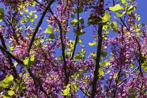 rosado flores de Judas árbol o cercis siliquastrum en primavera. primavera florecer foto