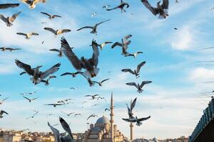 Seagulls and mosque. Istanbul background photo with seagulls and Yeni Cami view