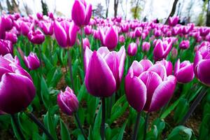 rosado tulipanes en el parque. primavera florecer o primavera floración antecedentes foto