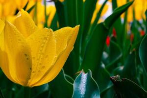 gotas de agua en el pétalos de amarillo tulipán. primavera flores antecedentes foto