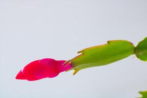 Christmas cactus flower in focus with copy space. photo