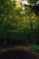 A path with fallen leaves in the lush forest. Moody forest view photo