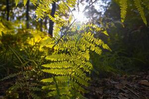 helecho hojas iluminado por luz de sol en el bosque. foto