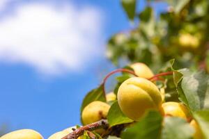 Organic fruits on the branch with copy space for texts. Apricot on the tree photo