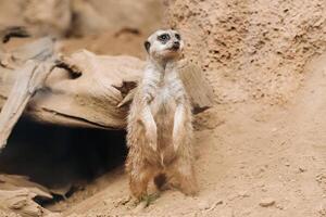 Suricata standing on its hind legs in loro Park, Puerto de La Cruz, Santa Cruz de Tenerife, Canary Islands, Spain photo