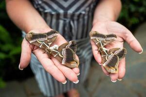 Tenerife Spain Beautiful photo of women's hands holding live butterflies