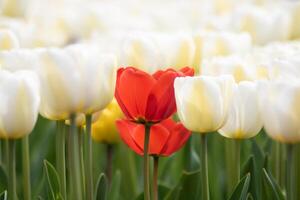 rojo tulipanes entre el blanco tulipán. foto