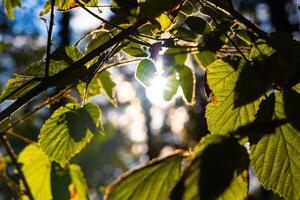 Leaves and sunlight. Leaves on the tree backlit by sun photo