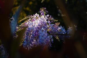 Wisteria sinensis flowers in the spring photo