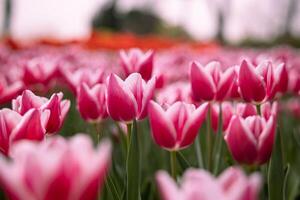 Tulip canvas print photo. Pink tulips in the park in spring photo