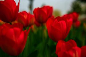 Red tulips. Printable or canvas print tulip photo. photo