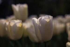 White tulip in focus in moody view. Spring flowers background photo