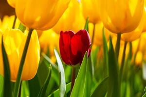 Red tulip among the yellow tulips. Spring flowers canvas print photo