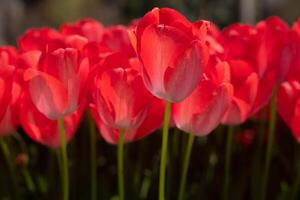 rojo tulipanes primavera flores antecedentes foto. tulipán lona impresión foto