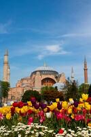 Istanbul view at spring. Hagia Sophia or Ayasofya with tulips in spring photo