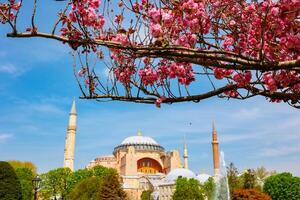 Spring in Istanbul background photo. Pink flowers on the tree and Hagia Sophia photo