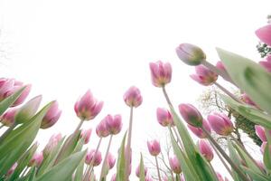 Pink tulips from below isolated on cloudy sky background. Spring blossom photo