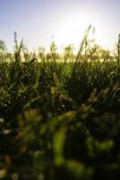 desenfocado pastos o céspedes de cultivos a puesta de sol. naturaleza antecedentes foto