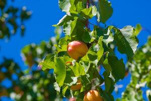 Apricot on the branch in focus. Organic fruit producing concept photo