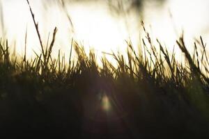 Silhouette of defocused or blurry crops or grasses from ground level view photo