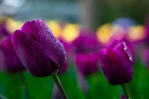 Purple tulips with waterdrops on petals. Tulip wallpaper or canvas print photo. photo