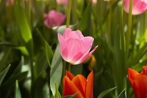 rosado tulipán en enfocar. primavera florecer o floración antecedentes foto