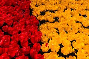 Red and yellow tulip heads from above. Spring flowers background photo